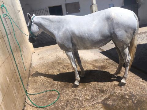 Cavalo Mangalarga Marchador