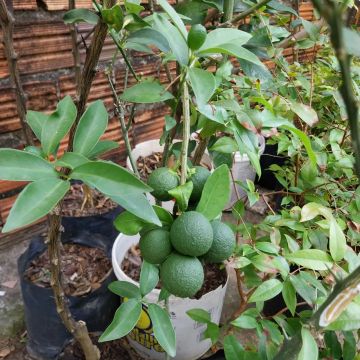 Frutíferas enxertadas algumas produzindo 