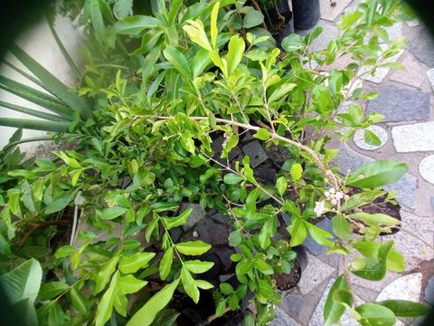 Mudas de Acerola Junco enxertada