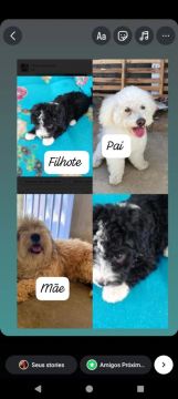 Cachorro 