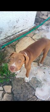 Filhote de piti Bull barato 