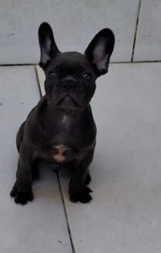 Filhote de Bulldog Francês