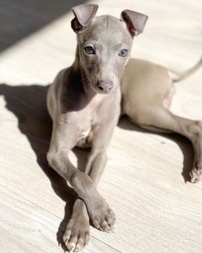 Galgo Italiano Filhotes Adoráveis na Cor Cinza
