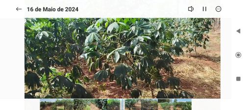 Arrendo uma chácara 20km campo grande 