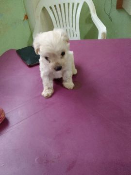 Filhote de poodle numero 1