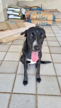 Cadela preto e branco para adoção