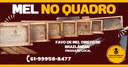 Mel no Quadro - Favo de Mel coletado direto da cólmeia