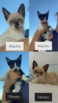 Doação de Gatinhos 
