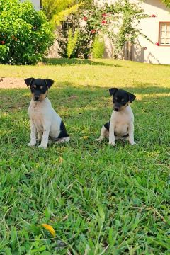 Filhotes machos de Terrier Brasileiro (Fox Paulistinha)