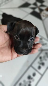 Filhote de Pitbull monster 