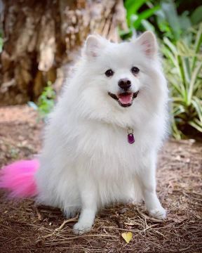 Spitz Alemao  Doguinho filhotinhos