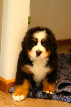 Bernese Mountain lindos filhotes *