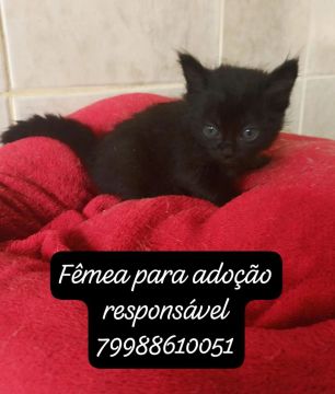 Gatinhos para adoção responsável