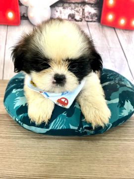 Shihtzu macho 