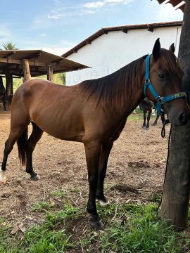 Cavalo quarto de milha 