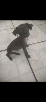 Pinscher número 2