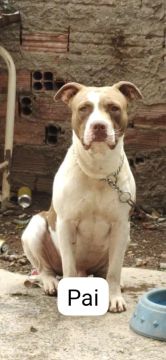 Filhote de Pitbull