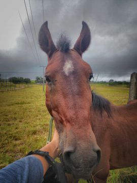 Cavalo Mangalarga Marchador - Domado e manso!