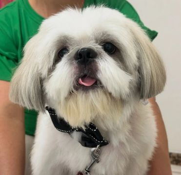 Shih Tzu Fofo Procurando uma namorada! 