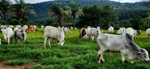 Fazenda em Morro do Chapéu - BA