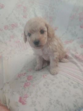 Vendo poodle caramelo 