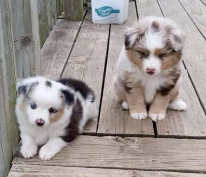 Adquira hoje border collie Merles 