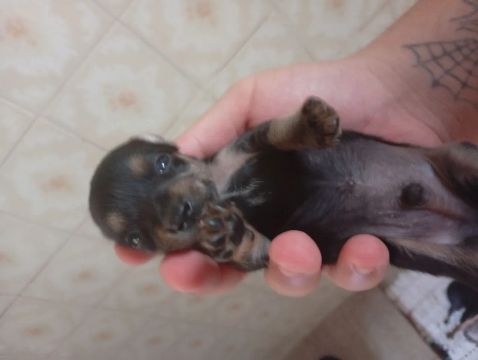 Filhote de Pinscher