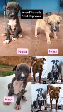 Filhotes de Pitbull - Fêmeas