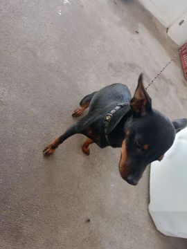 Filhote de Pinscher