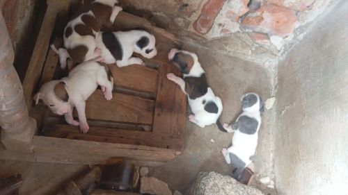 Filhotes de Pitbull 