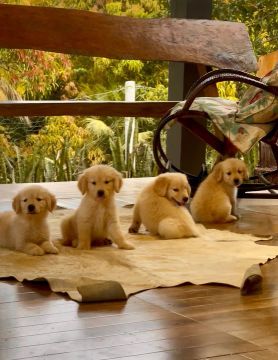 4 Filhotes Golden Retriever