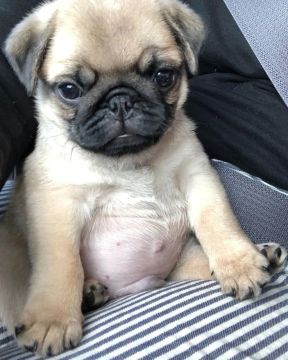 Pugs filhotes com um mes FÊMEAS É MACHOS disponíveis 