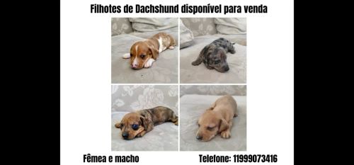Filhotes de Cofap / salsicha/ Dusthound 