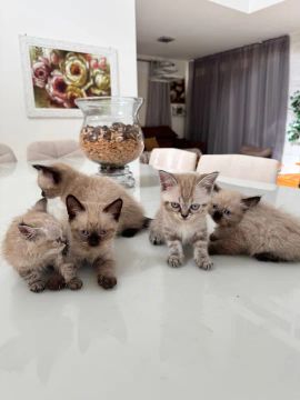 Gatinho Siamês  e o pai é persa ,disponível para venda 