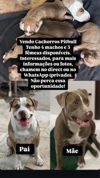 Filhotes Pitbull 