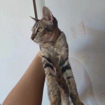 Doando Gatos Macho