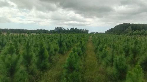 FAZENDA LINDISSIMA PARA INVESTIDOR DE 211 HA