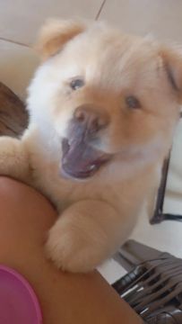 Filhote de Chow-Chow