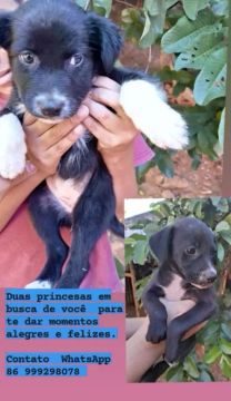 Cachorrinhas vira latas prontas para te fazer feliz 
