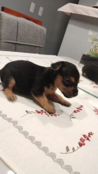 Cachorro filhote pinscher n0
