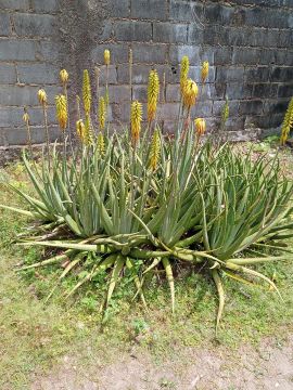 Aloe vera - Planta medicinal