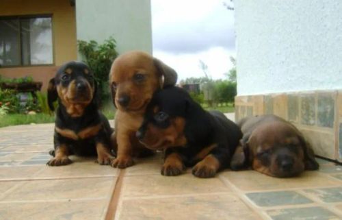 Basset Mini Autênticos Filhotes Dachshund 