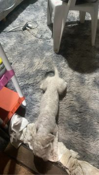 Cachorro filhotinho