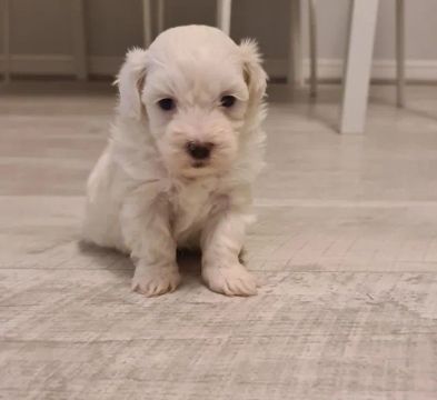 Maltês micro lindos filhotes branquinho