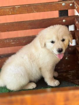 Golden Retriever machos e fêmeas disponível no canil retire hoje