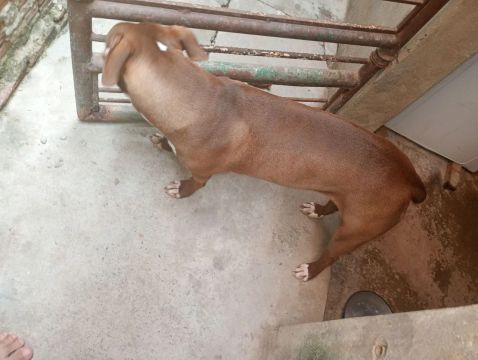 Filhote Pitbull