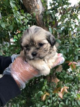 Lhasa Apso Linhagens campeã, e pais importados 
