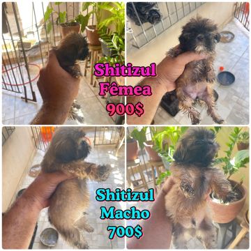 Filhotes Shih Tzu - Macho e Fêmea