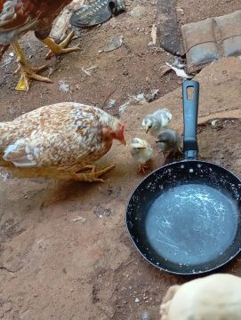 Galinha galizel com pintinho 
