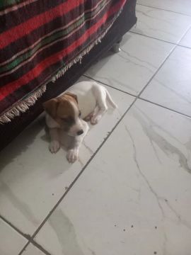 Filhote de Jack Russel Terrier